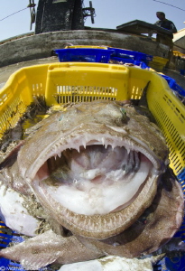 Monkfish (Lophius piscatorius) caught by trawler fishermen by Mathieu Foulquié 